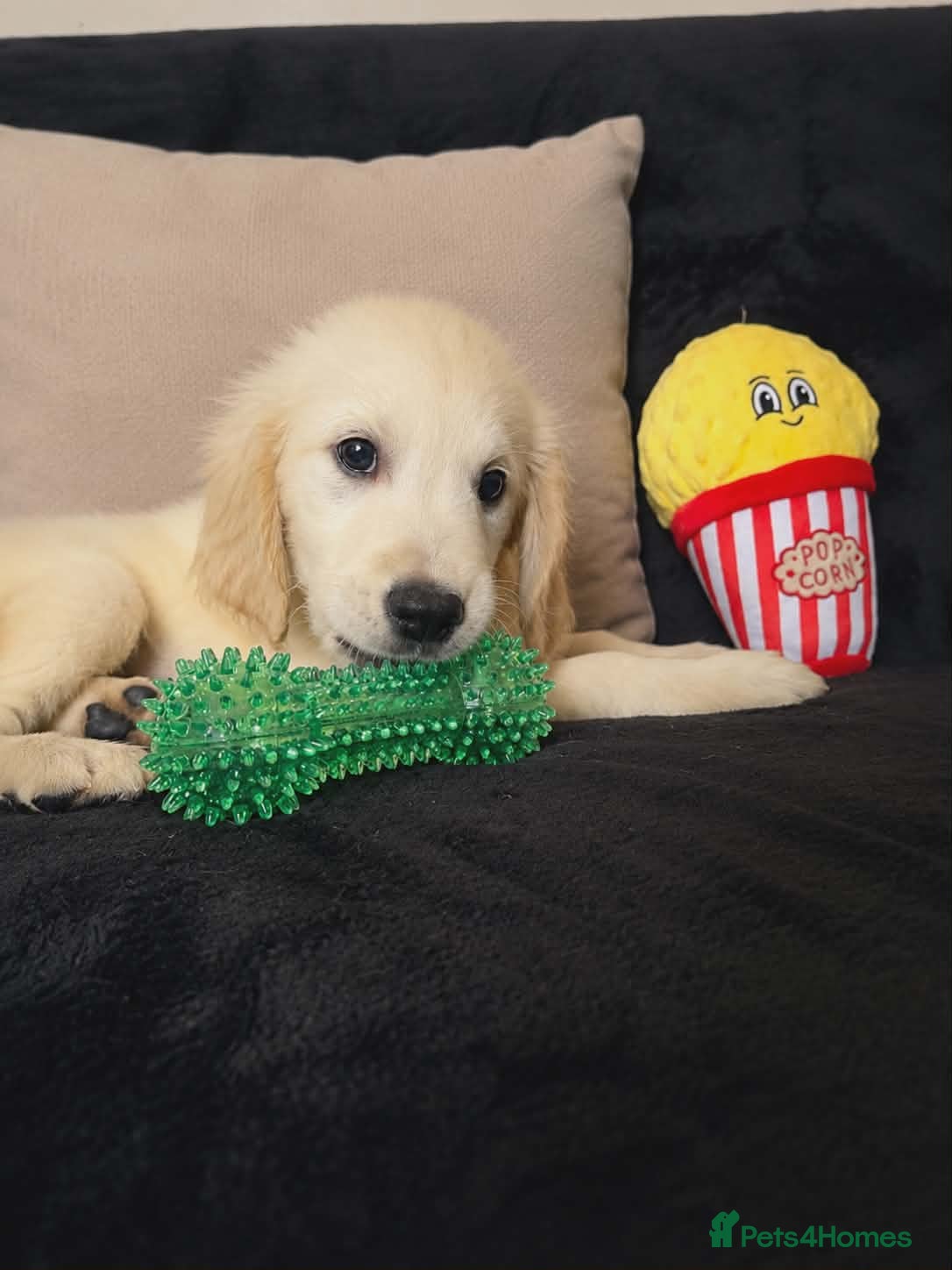 Golden Retriever dogs Golden retriever - Advert 4