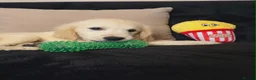 Golden Retriever dogs for sale: Golden retriever - Advert 3