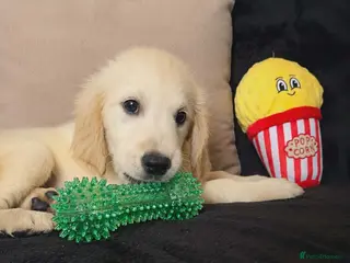Golden Retriever dogs Golden retriever - Advert 2