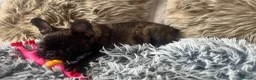 French Bulldog dogs for sale: 🏆KC French Bulldog Puppies🏆 - Advert 14