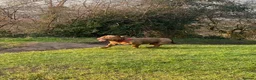 American Bully dogs for sale: 3 year old male pocket bully Simba  - Advert 5