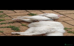 Turkish Angora cats for sale: Gorgeous male Turkish Angora cat - Image 2