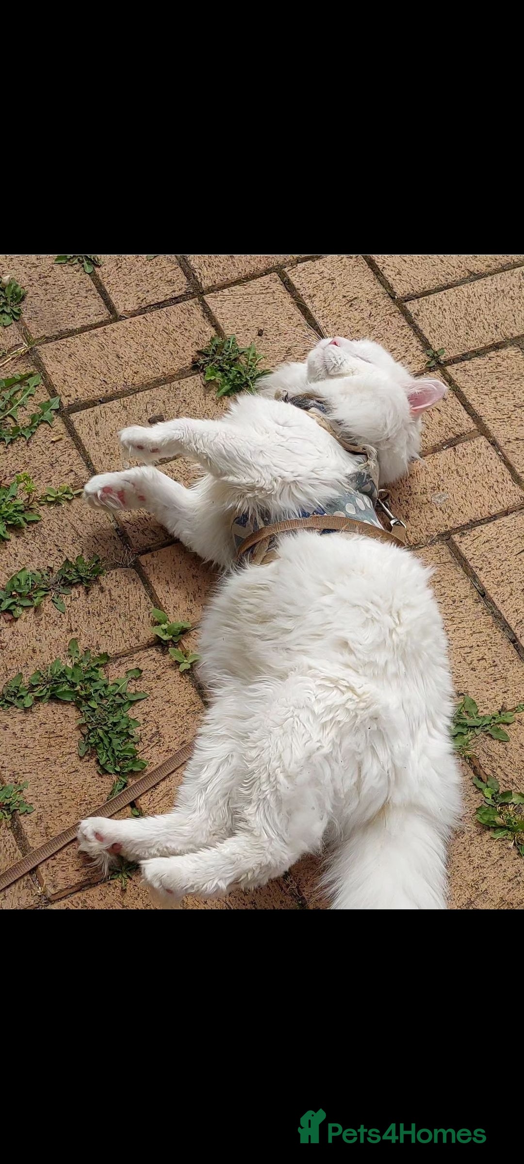 Turkish Angora cats for sale: Gorgeous male Turkish Angora cat - Image 2