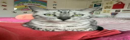 Bengal cats for sale: Adorable male mixed bengal and a female kittens - Advert 4