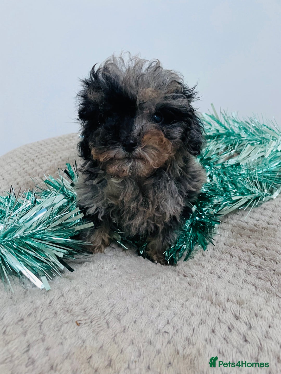 Cavapoo dogs for sale: F1b teddy bear Cavapoo puppies - Advert 4