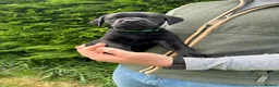 Labrador Retriever dogs for sale: KC Black Labrador puppy's  - Advert 11