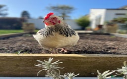 Chickens poultry for sale: Light Sussex and Black Copper Maran - Image 5