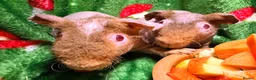 Guinea Pig rodents for sale: Skinny Pig Babies Boy & Girls - Advert 5