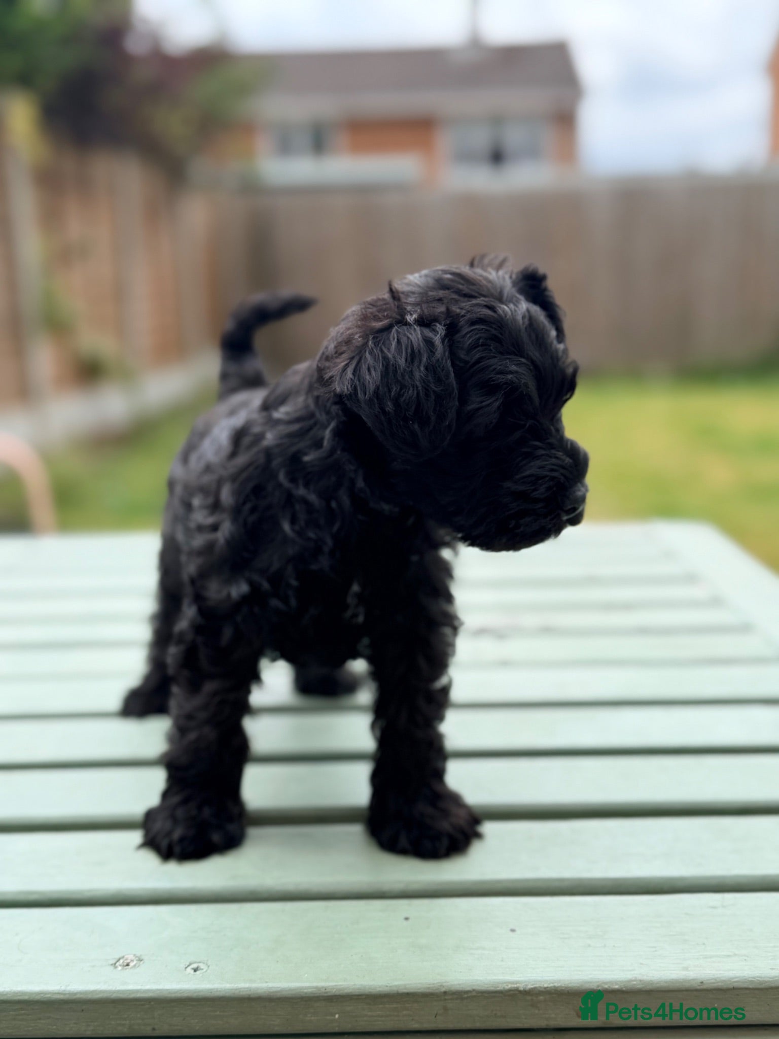 Miniature Schnauzer dogs 1 puppy left show line KC miniature schnauzer - Advert 13