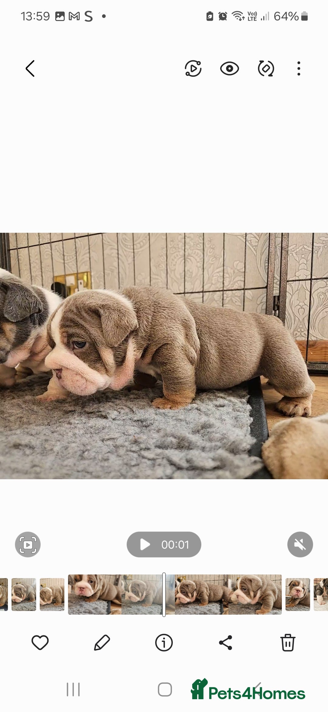 English Bulldog dogs for sale: Outstanding KC English Bulldogs, Top Quality Pups - Image 34