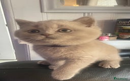 British Shorthair cats for sale: Beautiful British short hair kittens  - Image 1