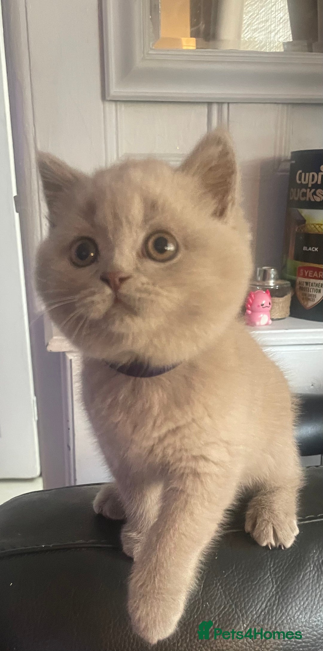 British Shorthair cats for sale: Beautiful British short hair kittens  - Image 1