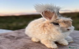 Angora rabbits for sale: Fully Vaccinated Pedigree Angoras Doe Ready Now  - Image 6