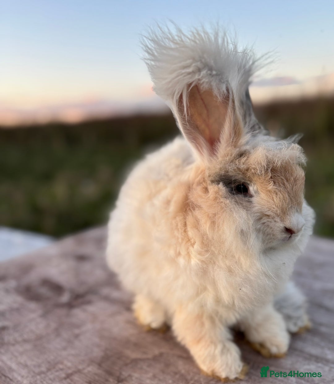 Angora rabbits for sale: Fully Vaccinated Pedigree Angoras Doe Ready Now  - Image 6
