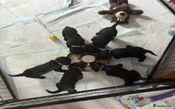 Cocker Spaniel dogs for sale: Beautiful KC Cocker Spaniel Pups - Black - Image 10