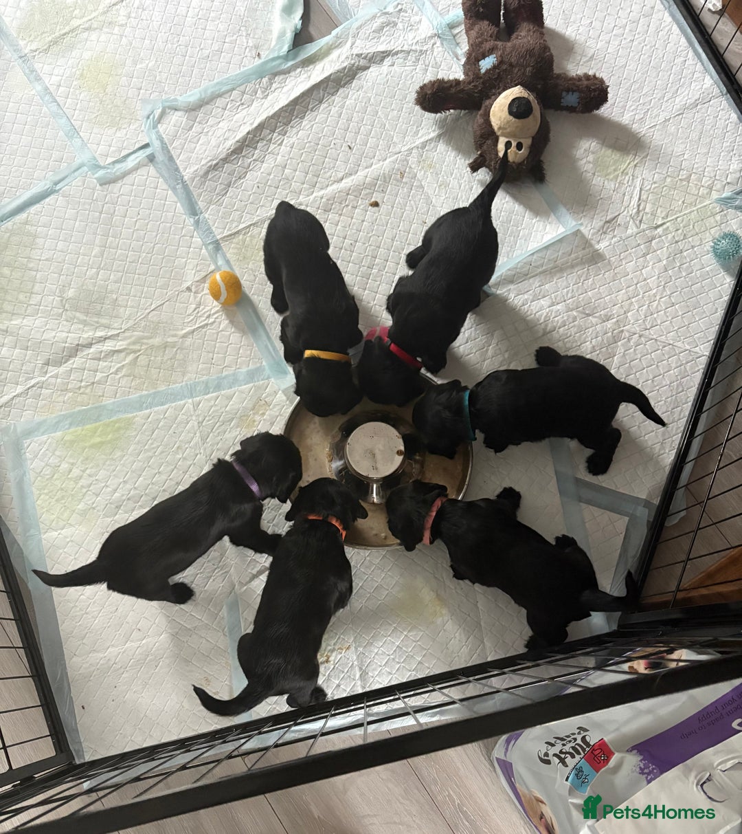 Cocker Spaniel dogs for sale: Beautiful KC Cocker Spaniel Pups - Black - Image 10
