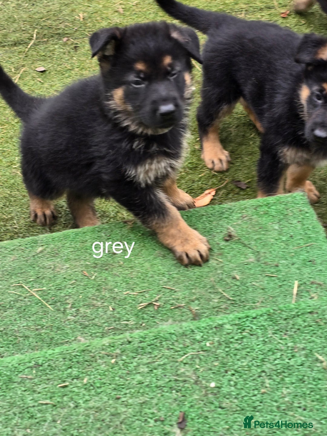 German Shepherd dogs for sale: German shepard pups - Image 4