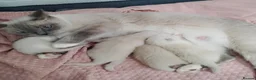 Ragdoll cats for sale: 🏆🥇Champion Bloodline🧸😻Ragdolls💖 in Ilford - Advert 5