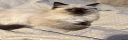Ragdoll cats for sale: Beautiful Pure Ragdoll kittens vacs/mchipped  - Advert 5