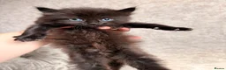 Mixed Breed cats for sale: 3 Gorgeous Kittens (2 Long Haired) - Advert 8