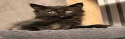 Maine Coon cats for sale: Maine coon kitten - Advert 2