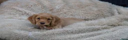Cocker Spaniel dogs for sale: Gorgeous Working Cocker Spaniel Pups  - Advert 40