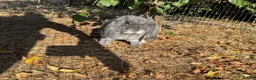 French Lop rabbits for sale: Stunning blue fox buck French lop - Advert 2