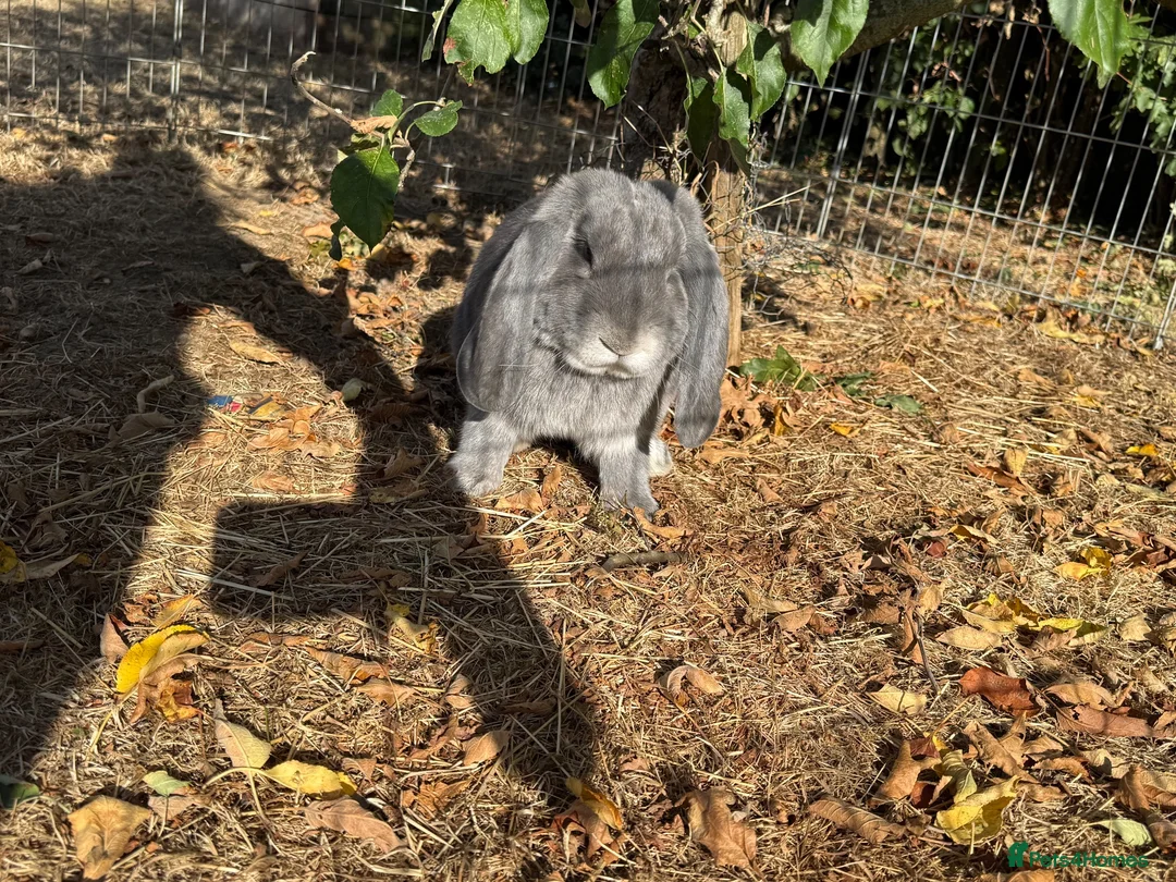 French Lop rabbits for sale: Stunning blue fox buck French lop - Advert 2