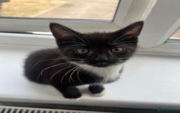 Mixed Breed cats for sale: 🚨TWO BOYS URGENTLY NEEDING HOMES🚨 - Image 2