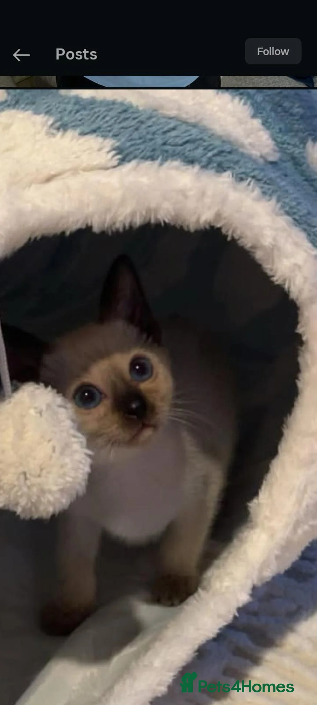 Siamese cats for sale: Two Blue-Eyed Whiskered Wonders siamese kittens - Advert 2