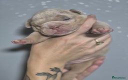 English Bulldog dogs for sale: Beautiful Litter Of New English Bulldog Puppies - Image 4