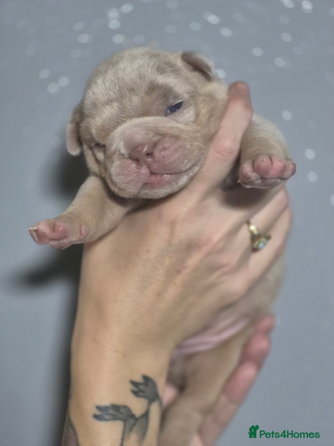 English Bulldog dogs for sale: Beautiful Litter Of New English Bulldog Puppies - Image 4