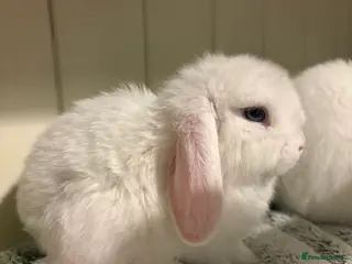 Mini Lop rabbits Vaccinated/raised indoors, mini lops and lion lop - Advert 4