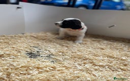 English Springer Spaniel dogs for sale: Working English springer spaniel puppies  - Image 24