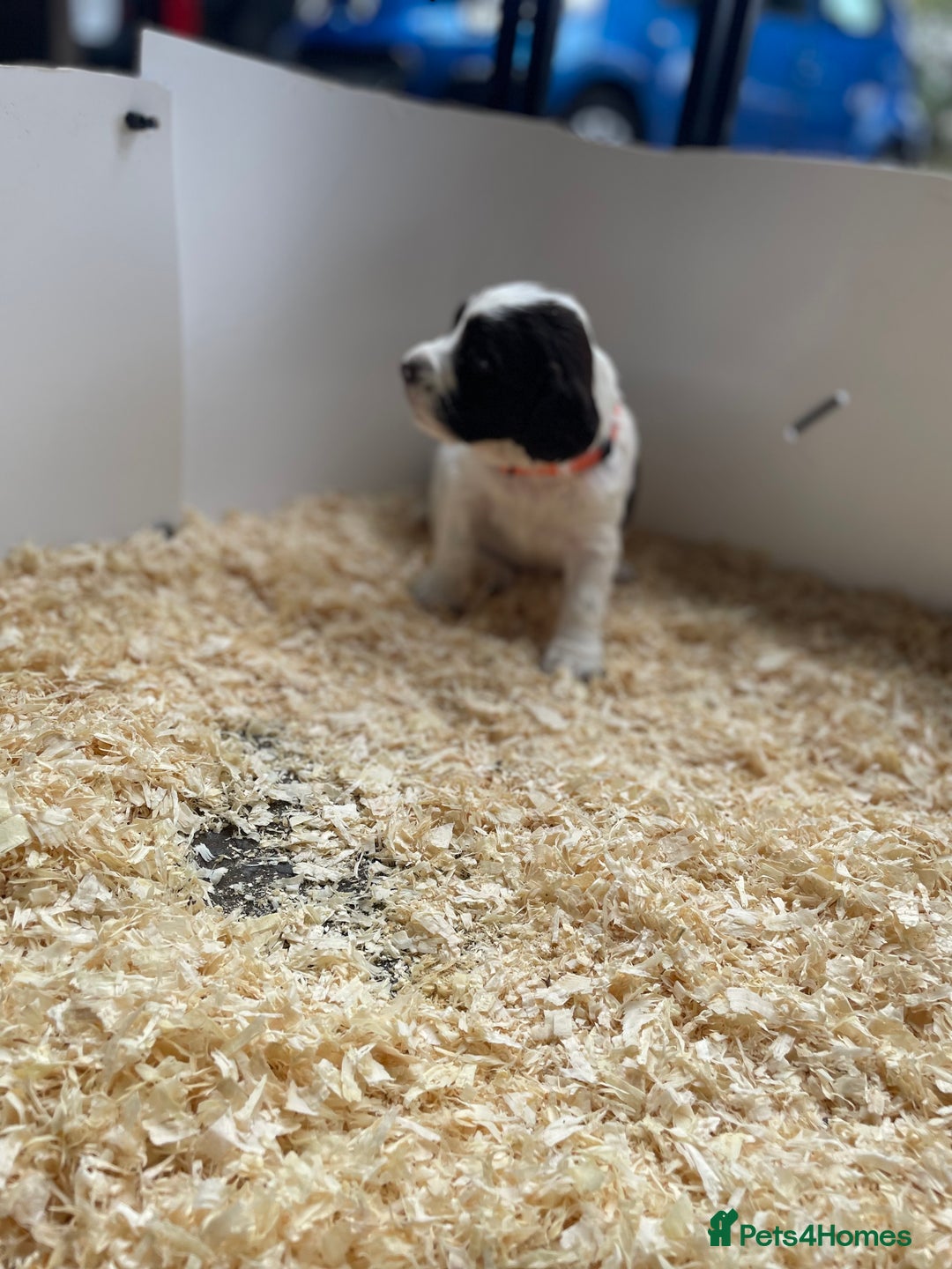 English Springer Spaniel dogs for sale: Working English springer spaniel puppies  - Image 24