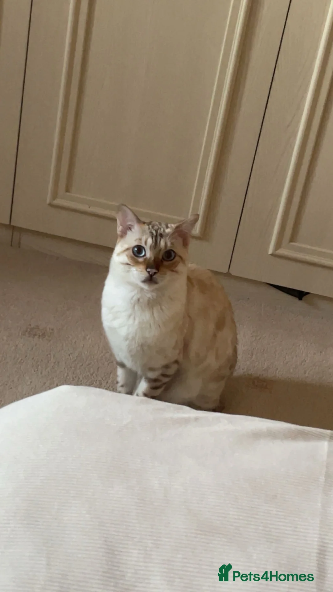 Bengal cats for sale: Snowy Bengal, 1 year old in Manchester - Advert 3