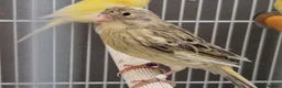 Canaries birds for sale: Beautiful 2026 canaries mostly yellow - Advert 7