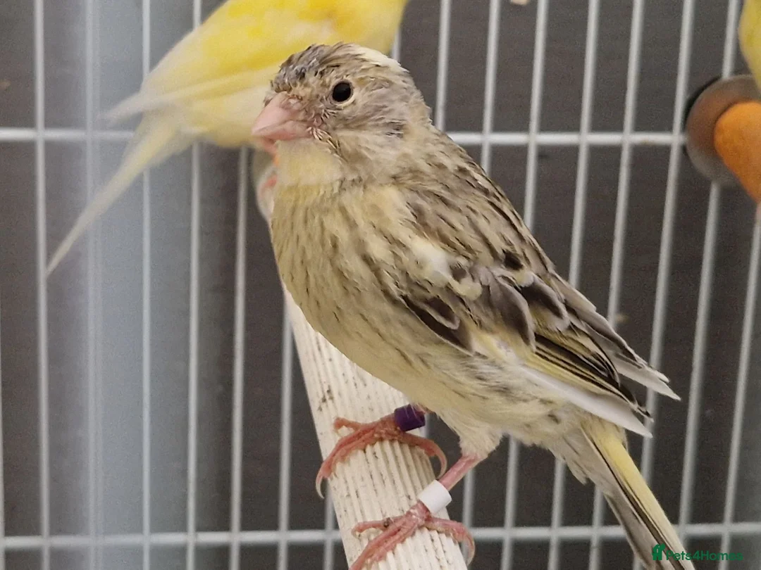 Canaries birds for sale: Beautiful 2026 canaries mostly yellow - Advert 7