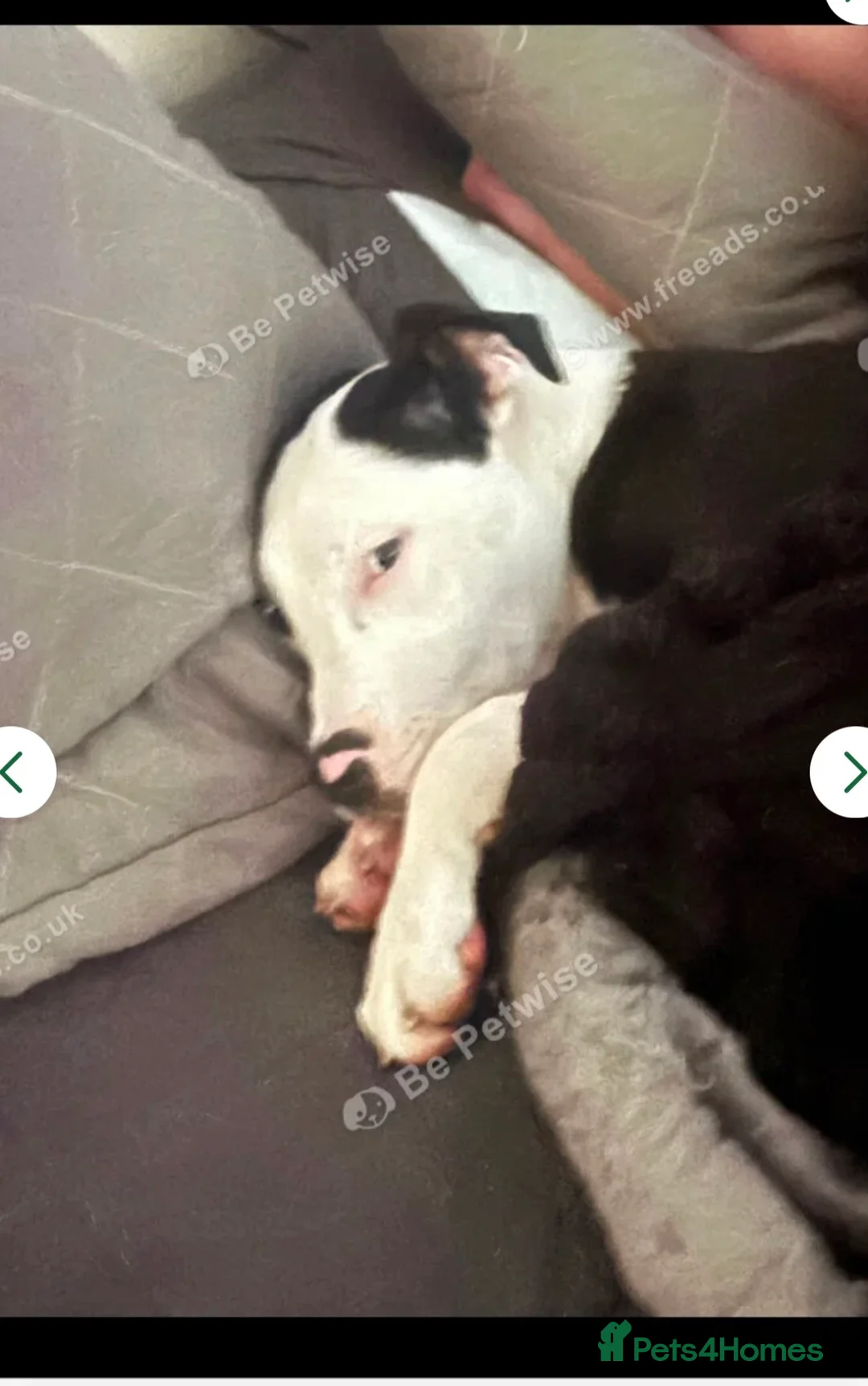 Mixed Breed dogs for sale: Melody  - Advert 4