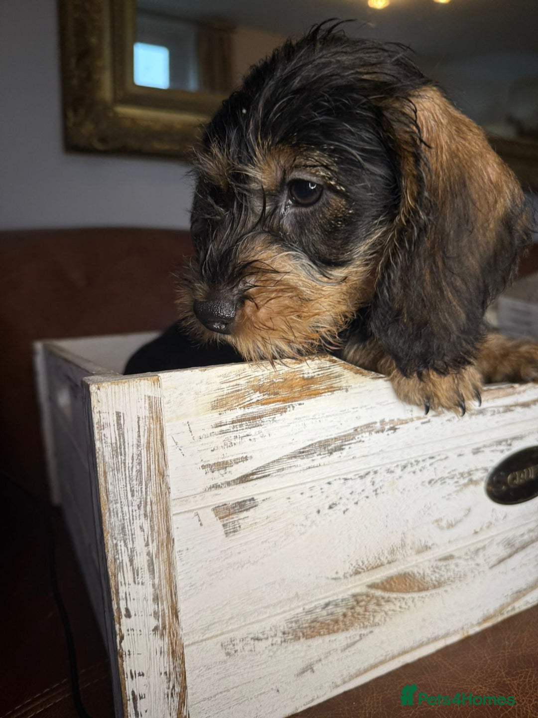 Dachshund dogs for sale: STANDARD WIREHAIRED DACHSHUNDS - Advert 2