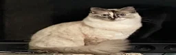 Ragdoll cats for sale: Gccf babies  - Advert 9