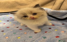 Ragdoll cats for sale: Our little snow babies ragdoll kittens  - Image 9