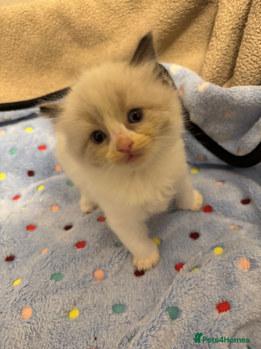 Ragdoll cats for sale: Our little snow babies ragdoll kittens  - Image 9