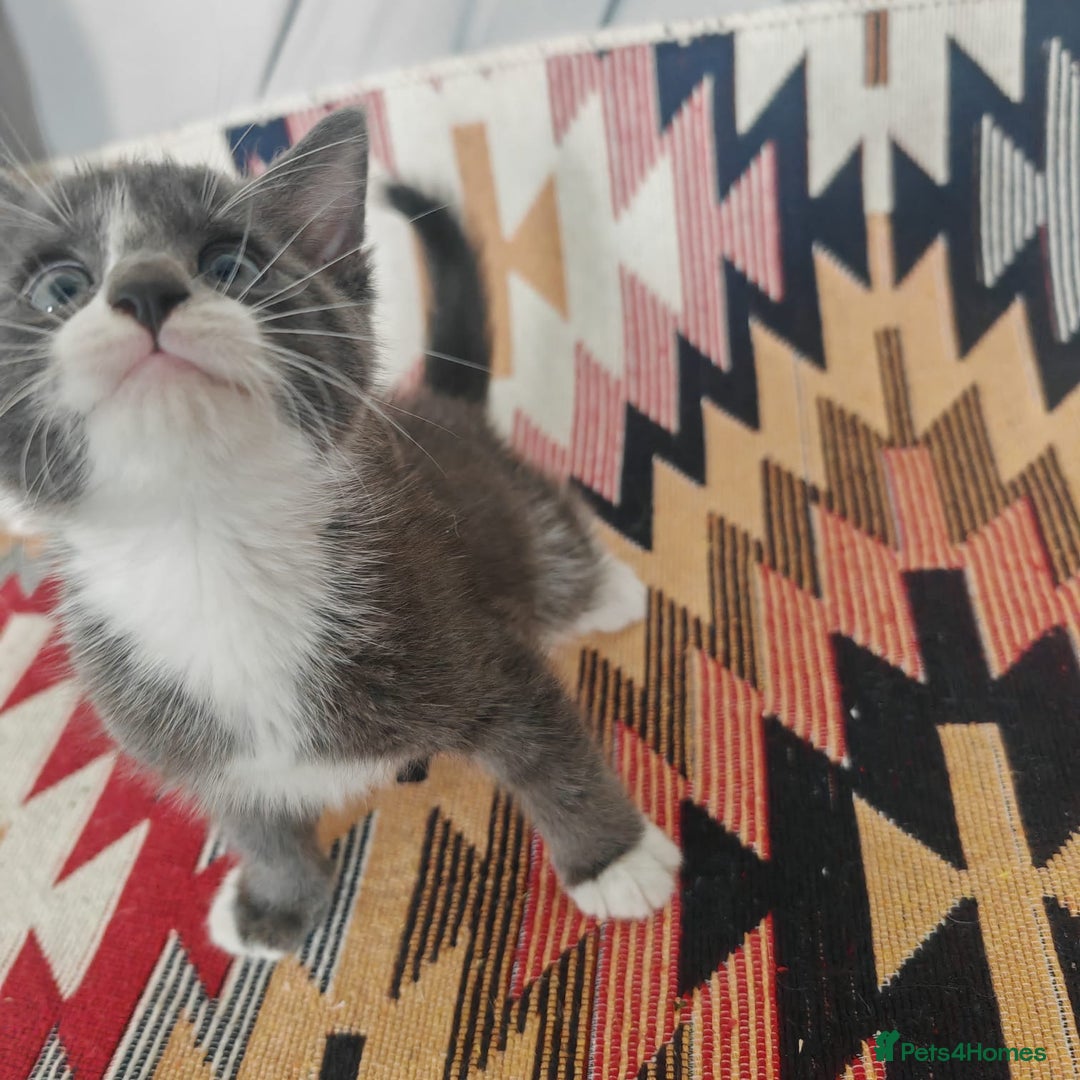 Mixed Breed cats for sale: 3 beautiful kittens left for sale!! - Image 7
