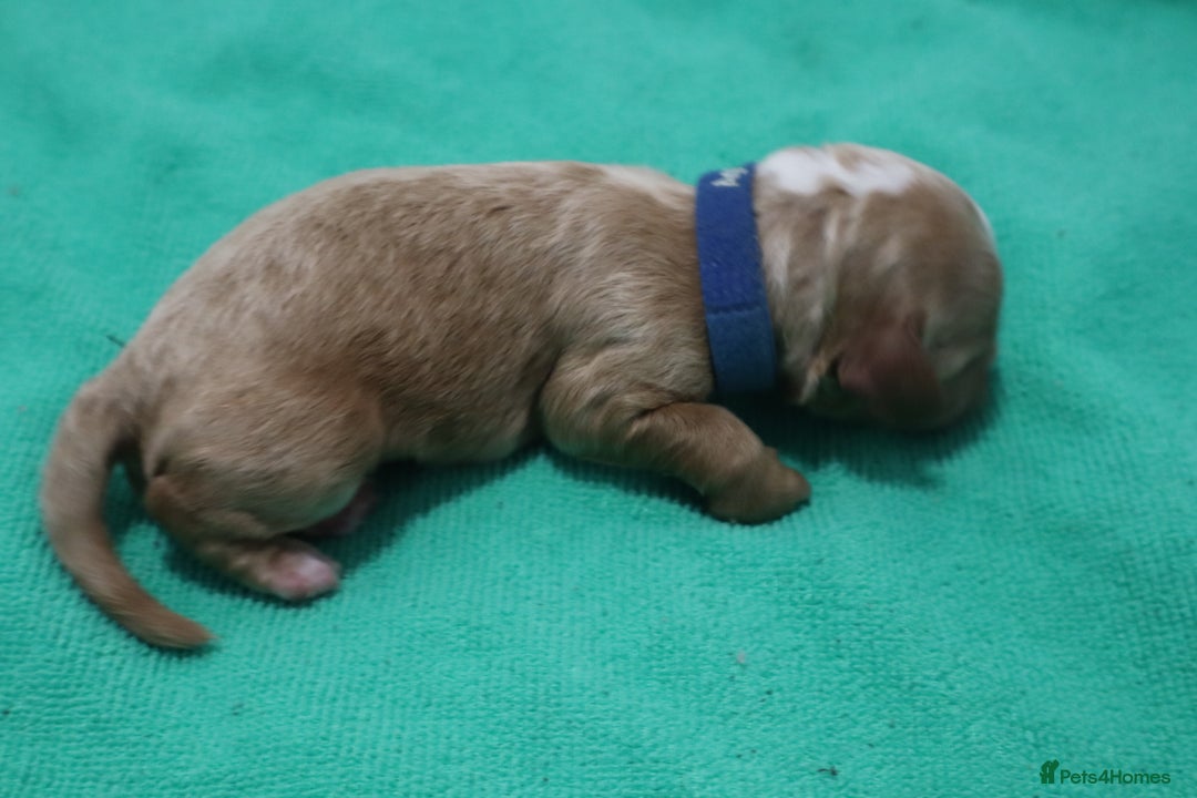 Cockapoo dogs for sale: 5 * BREEDERS, ELITE COCKAPOOS F1 PUPPIES - Advert 5