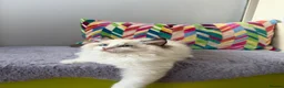 Ragdoll cats for sale: TICA registered ragdoll kittens from champions - Advert 24