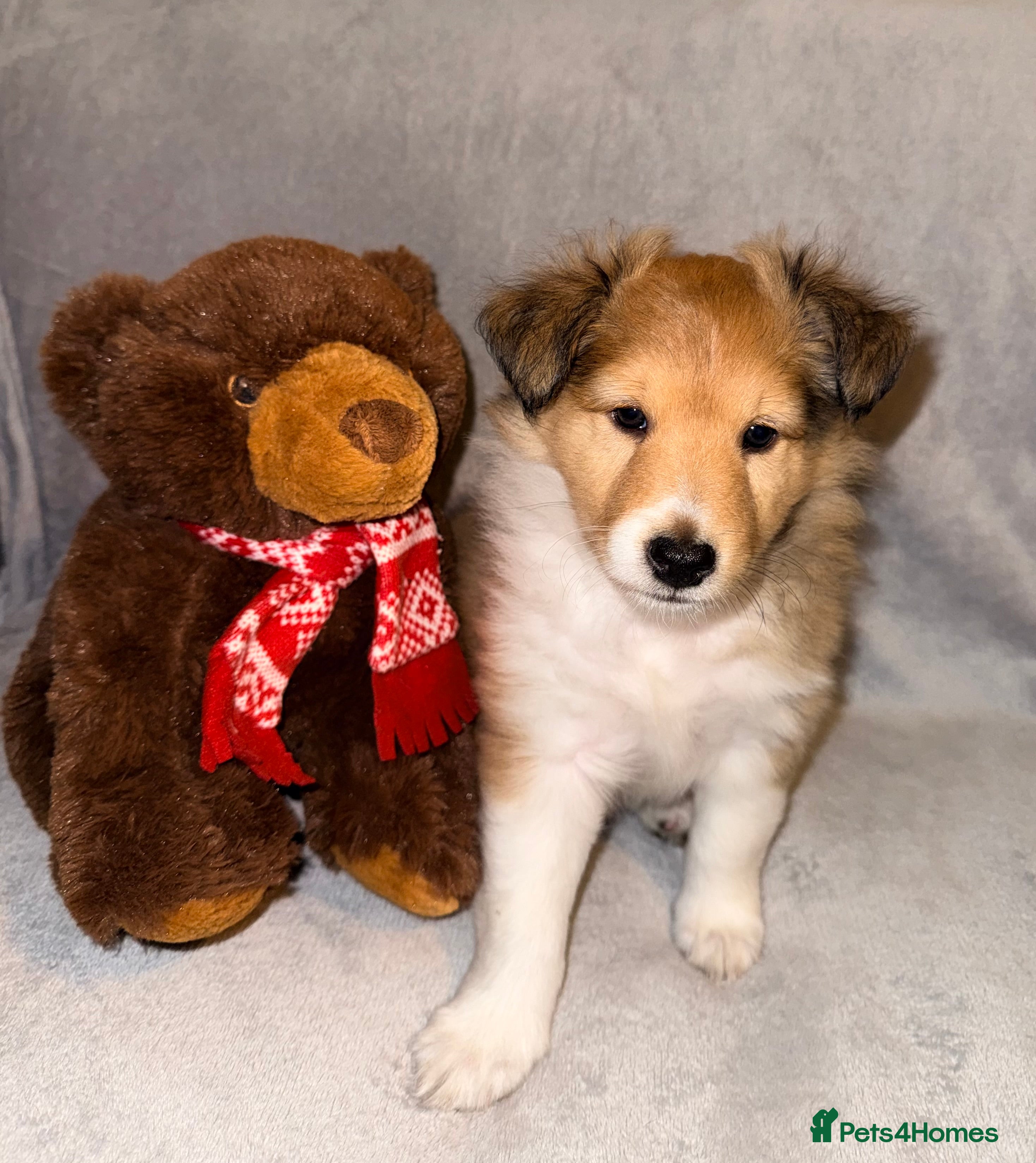 Shetland Sheepdog dogs Sable & white Male Shetland Sheepdog Puppy - Advert 3
