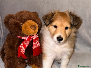 Shetland Sheepdog dogs Sable & white Male Shetland Sheepdog Puppy - Advert 5