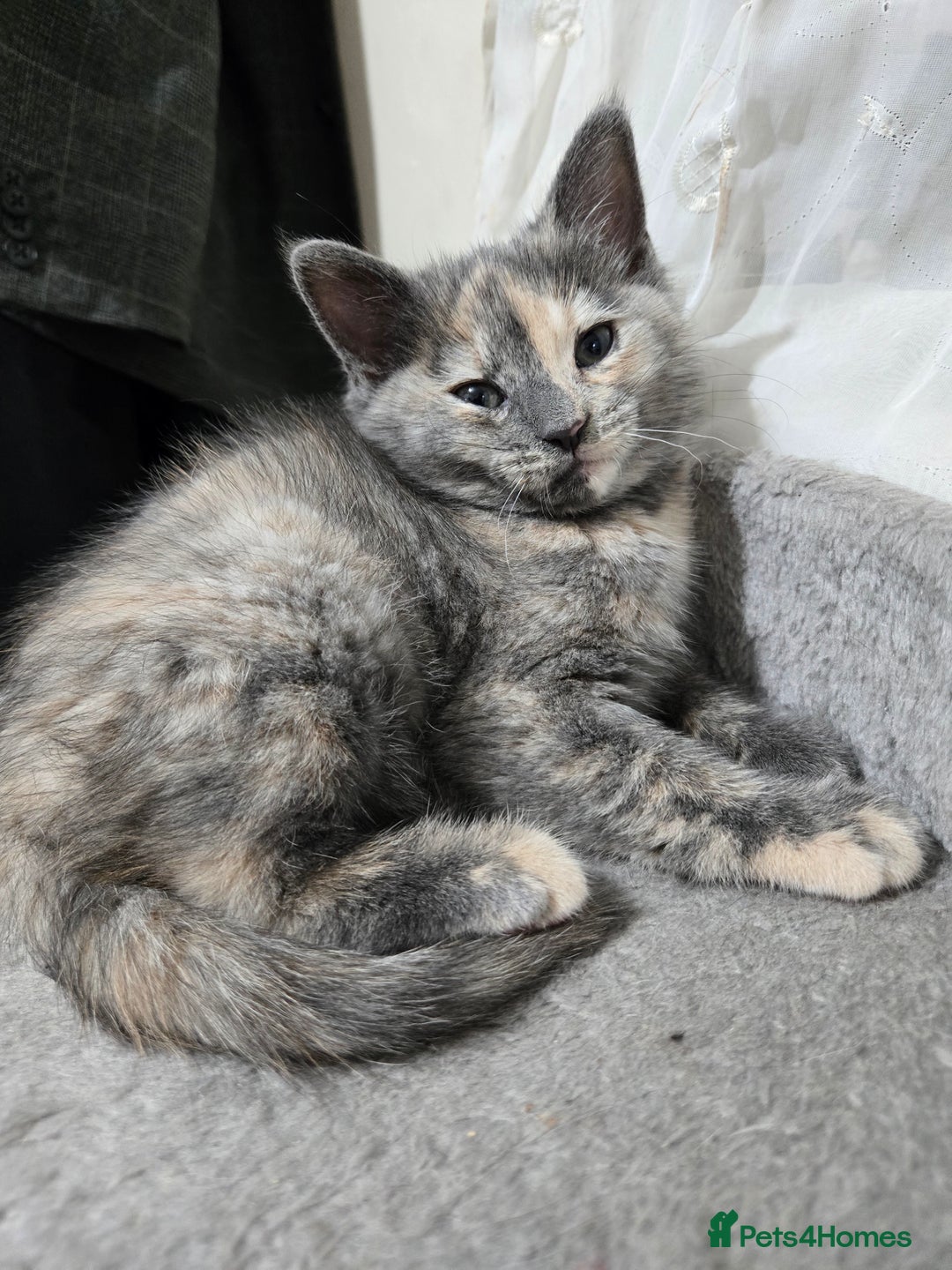 British Shorthair cats for sale: Beautiful litter of five ready for their new homes - Advert 4