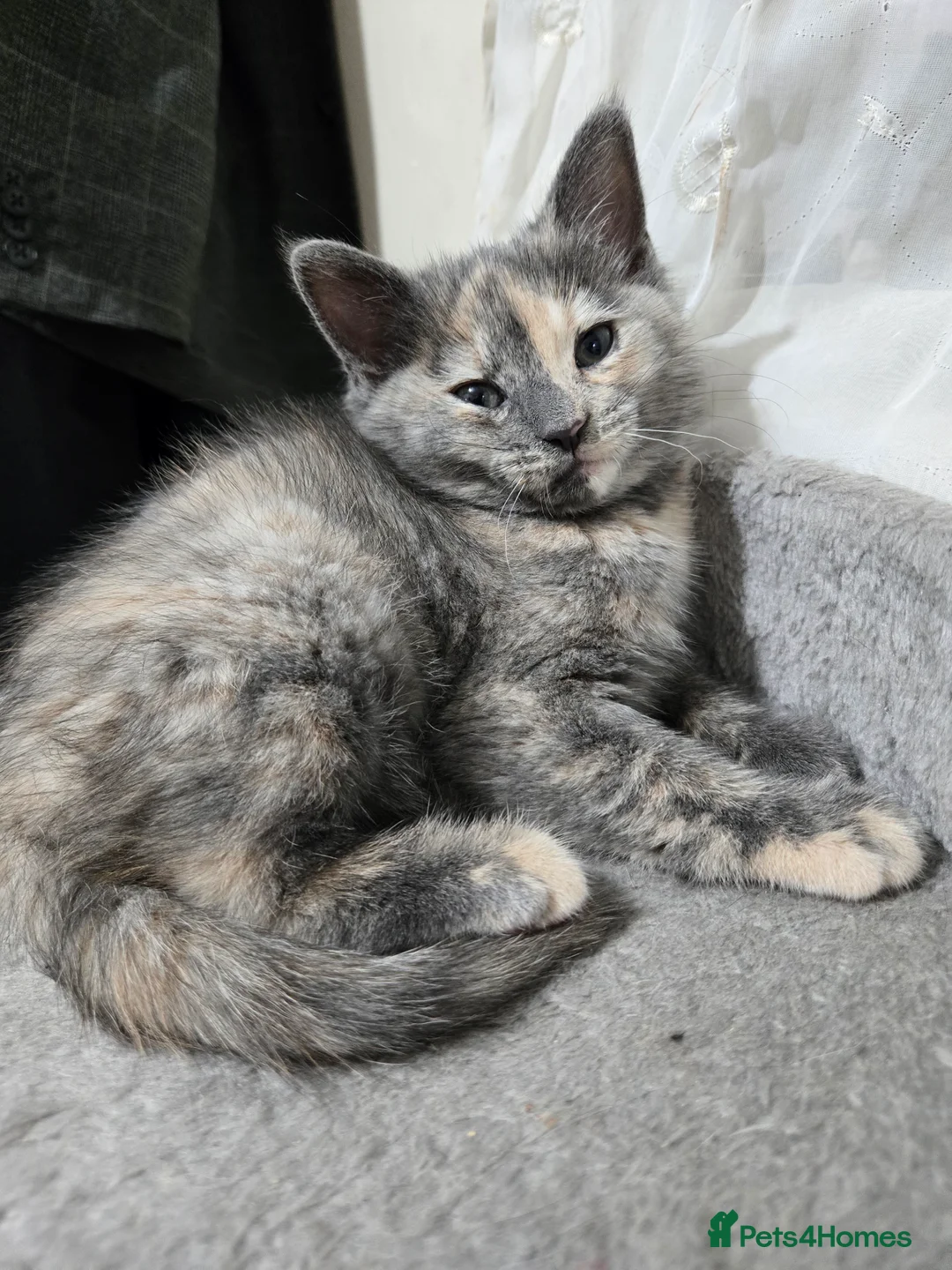 British Shorthair cats for sale: Beautiful litter of five ready for their new homes - Advert 4